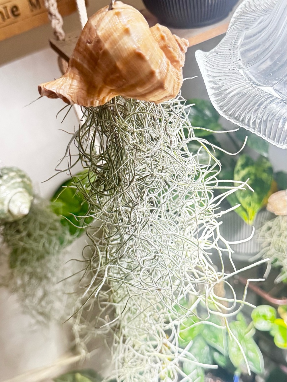 Spanish Moss Air Plant Hanging Accent - Silver Gray in a seashell
